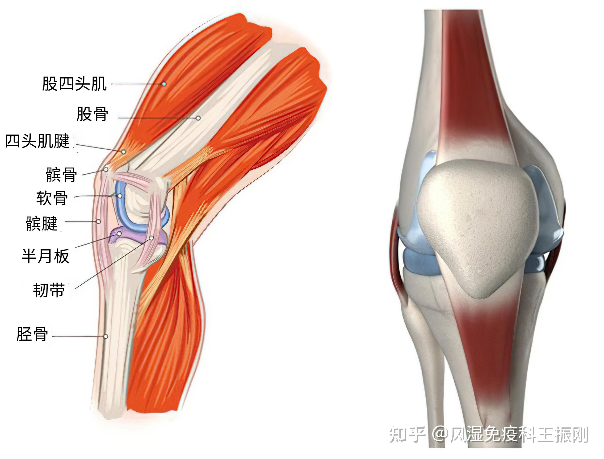 骨關節(jié)、肌腱和韌帶損傷