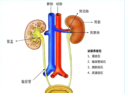 腎、膀胱等泌尿外科疾病